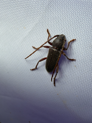 Anelaphus moestus