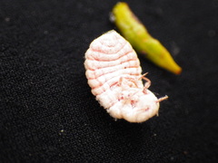 Coelostomidia zealandica