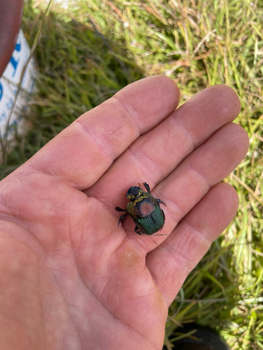 Rainbow Scarab