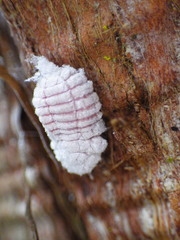 Coelostomidia zealandica