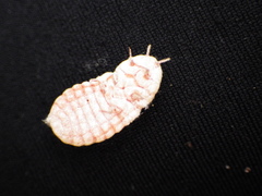 Coelostomidia zealandica