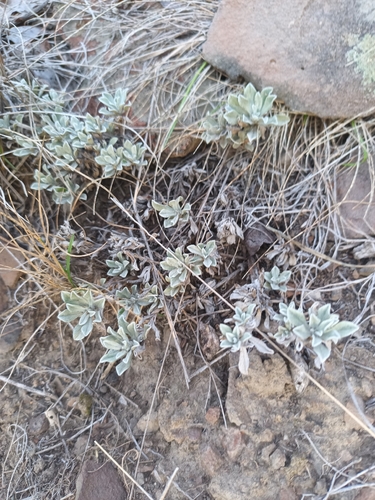 Antennaria umbrinella observed 2026-10-06