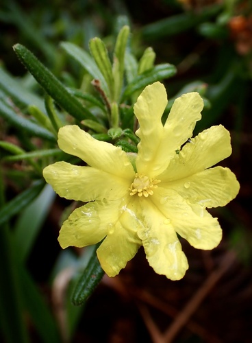Hibbertia furfuracea observed 2026-10-05