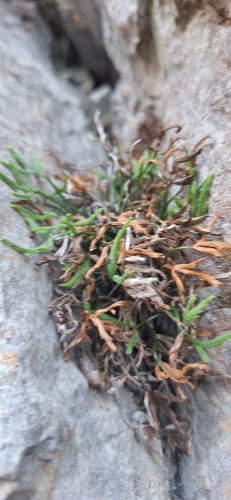 Asplenium seelosii, 2026-06-26