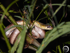 Rhabdophis subminiatus