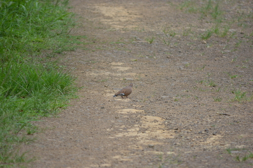 Zenaida Dove