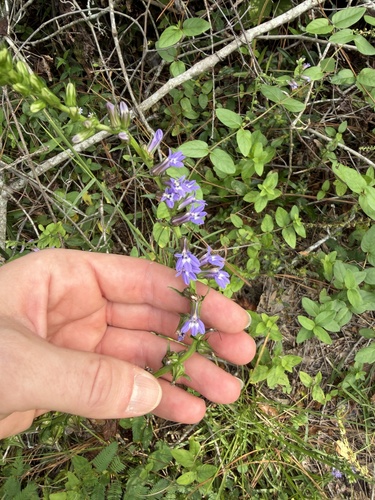 downy lobelia