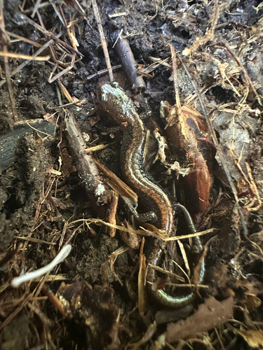 Eastern Red-backed Salamander