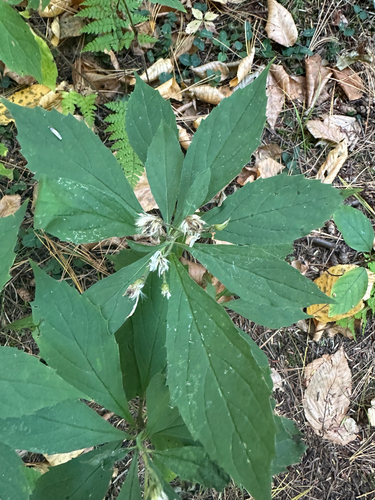 whorled wood aster
