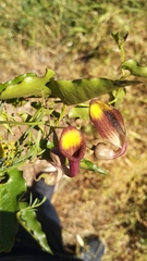 Aristolochia sempervirens