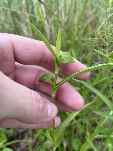 Commelina gambiae (Commelina gambiae)