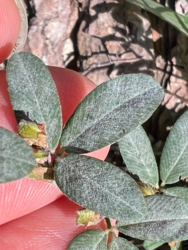 Erysiphe diffusa, 2026-10-07
