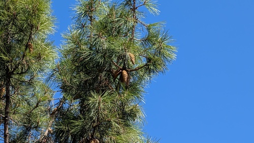 Pinus attenuata, 2026-10-07