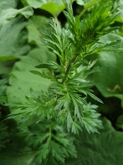 Artemisia vulgaris