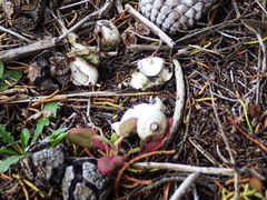 Geastrum pectinatum