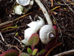 Geastrum pectinatum