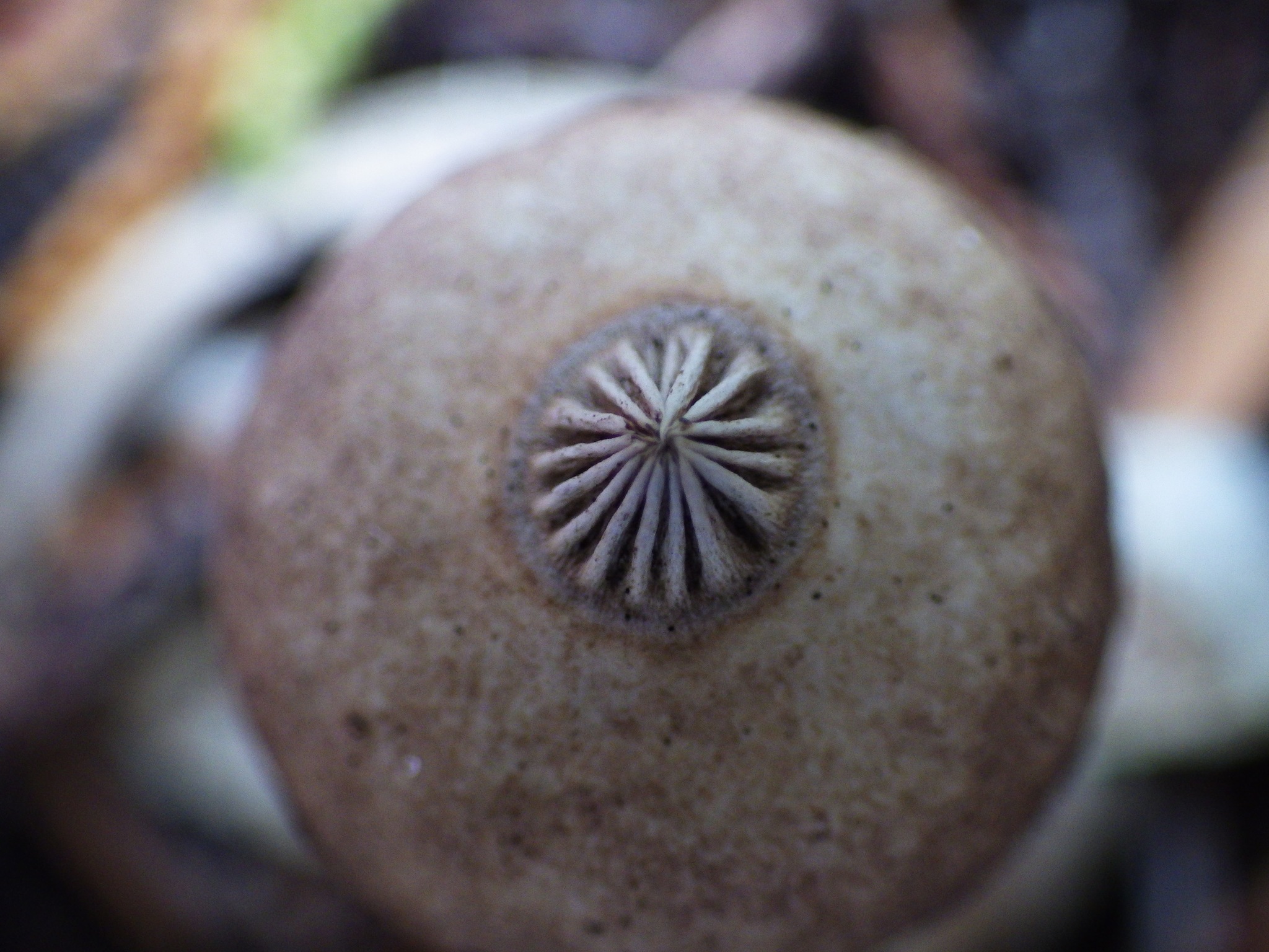 Geastrum tenuipes image