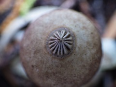 Geastrum pectinatum