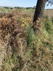 Senecio polyanthemoides