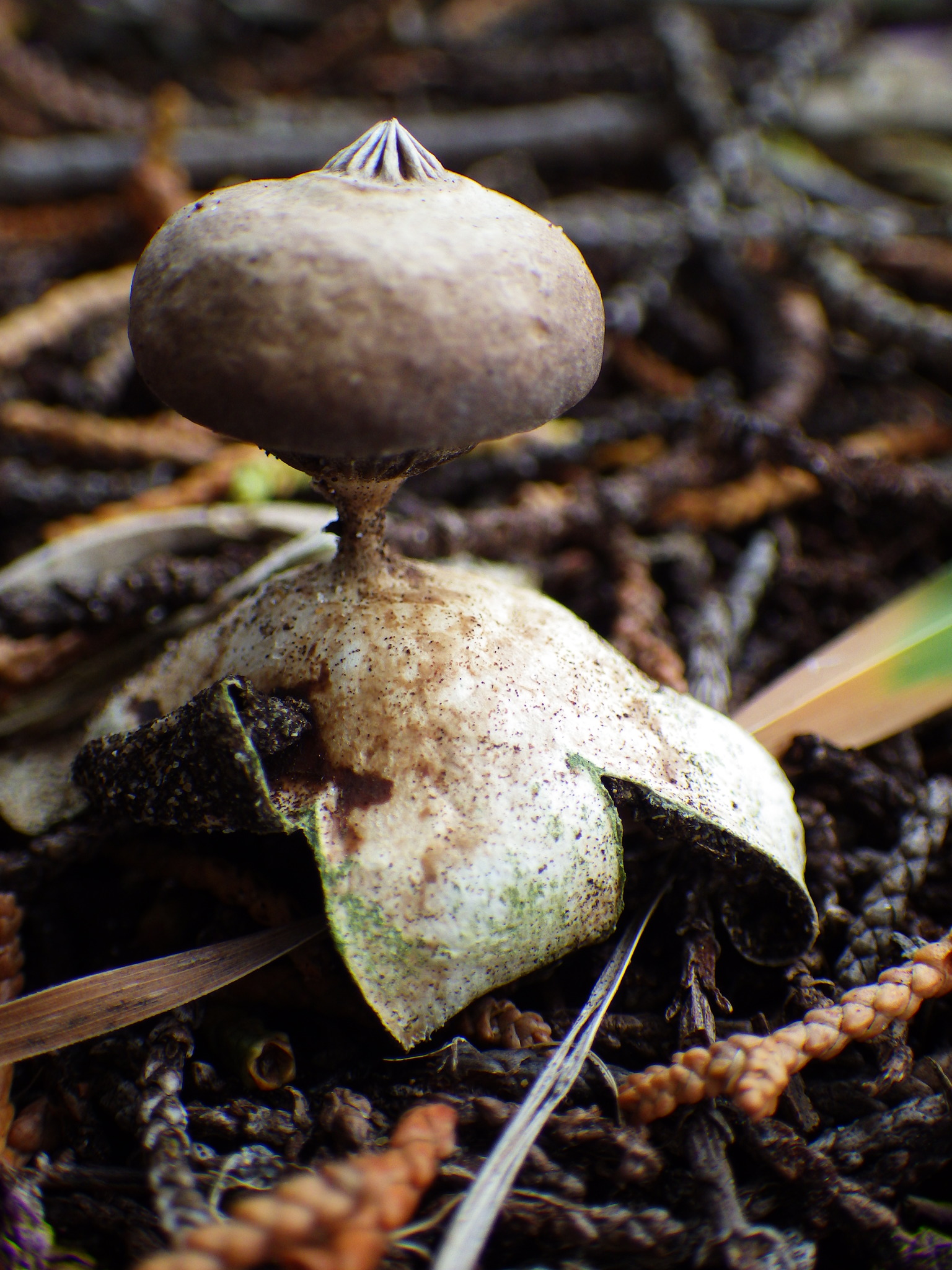 Geastrum tenuipes image