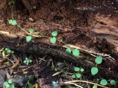 Stellaria parviflora