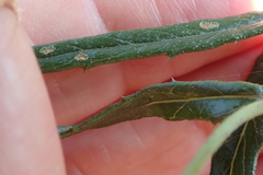 Senecio polyanthemoides