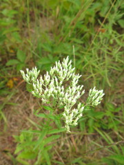 Eupatorium subvenosum