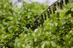Stachyurus himalaicus