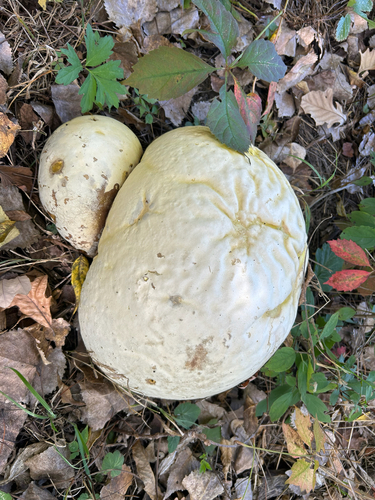 giant puffball