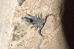 Uroplectes flavoviridis