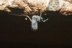 Uroplectes flavoviridis