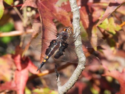 Black saddlebags