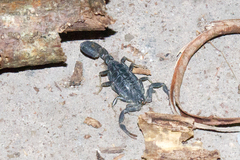 Uroplectes flavoviridis