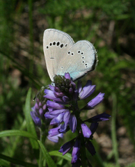 Glaucopsyche lycormas