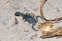 Uroplectes flavoviridis