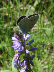 Glaucopsyche lycormas
