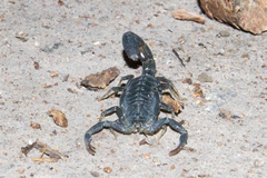 Uroplectes flavoviridis