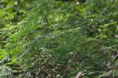 Taxus wallichiana