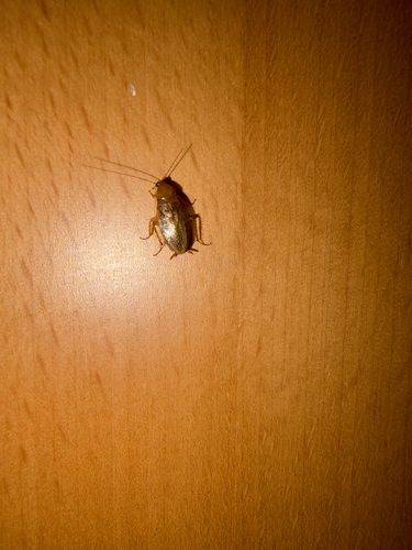 Amber Wood Cockroach