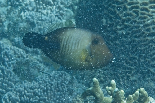 Amanses scopas observed 2026-10-07