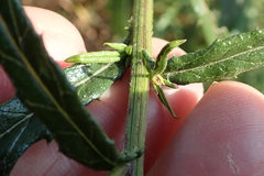 Senecio polyanthemoides