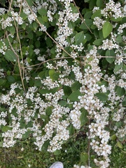 Spiraea × vanhouttei