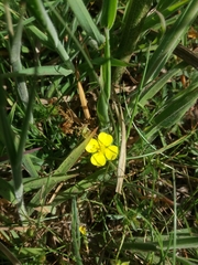 Potentilla erecta