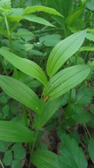 Polygonatum humile