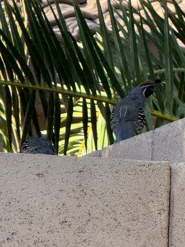 Gambel's Quail observed by oohhh_a_butterfly