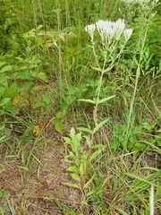 Eupatorium subvenosum
