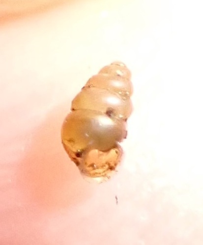 Gastrocopta observed 2026-10-01