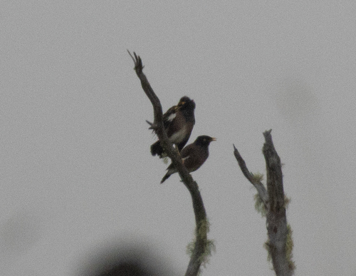 Acridotheres tristis observed 2026-09-30