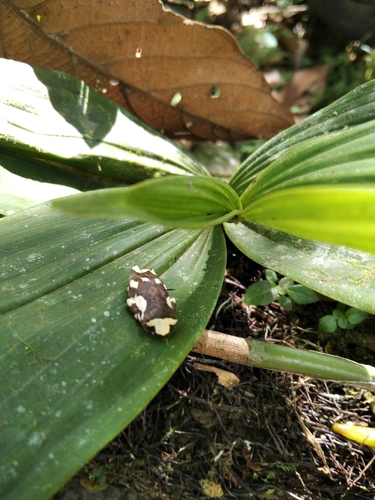 Dendropsophus sarayacuensis, 2026-10-05