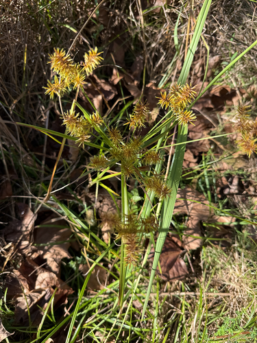 straw-colored flatsedge